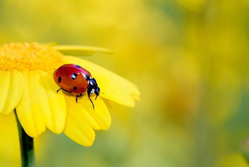 How To Kill Stink Bugs