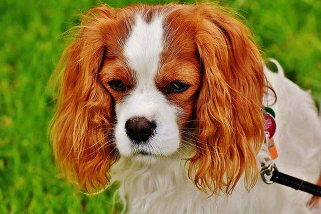 How to Deter Coprophagia in Your Dog
