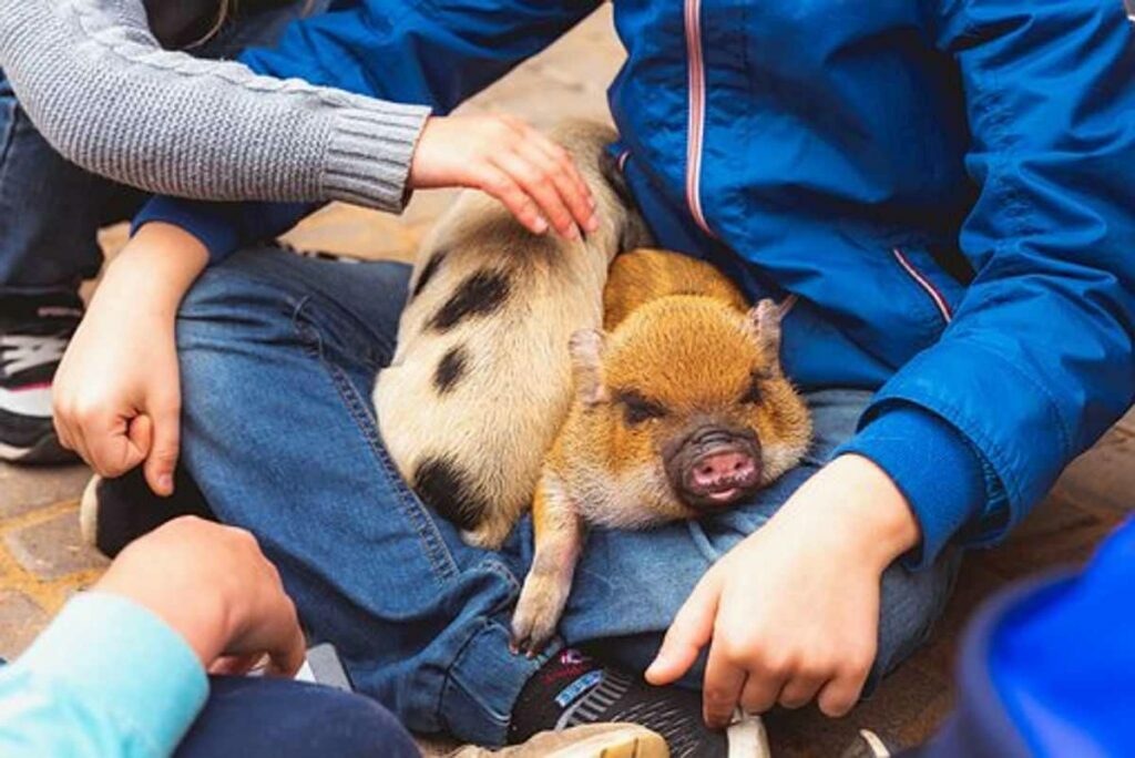 How Swine Flu Kills