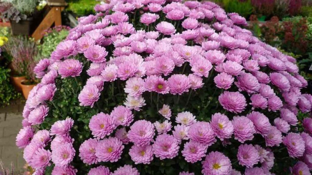 flower dome