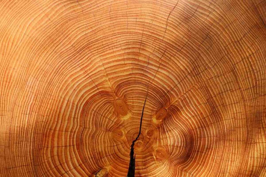 How Much Is a Cord of Wood?