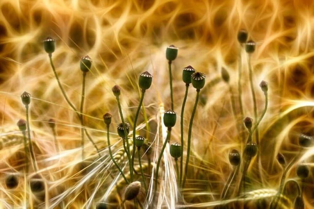 Dried poppy pods