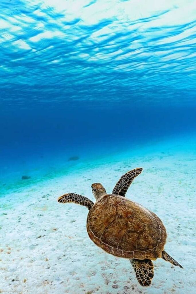 Turtle's