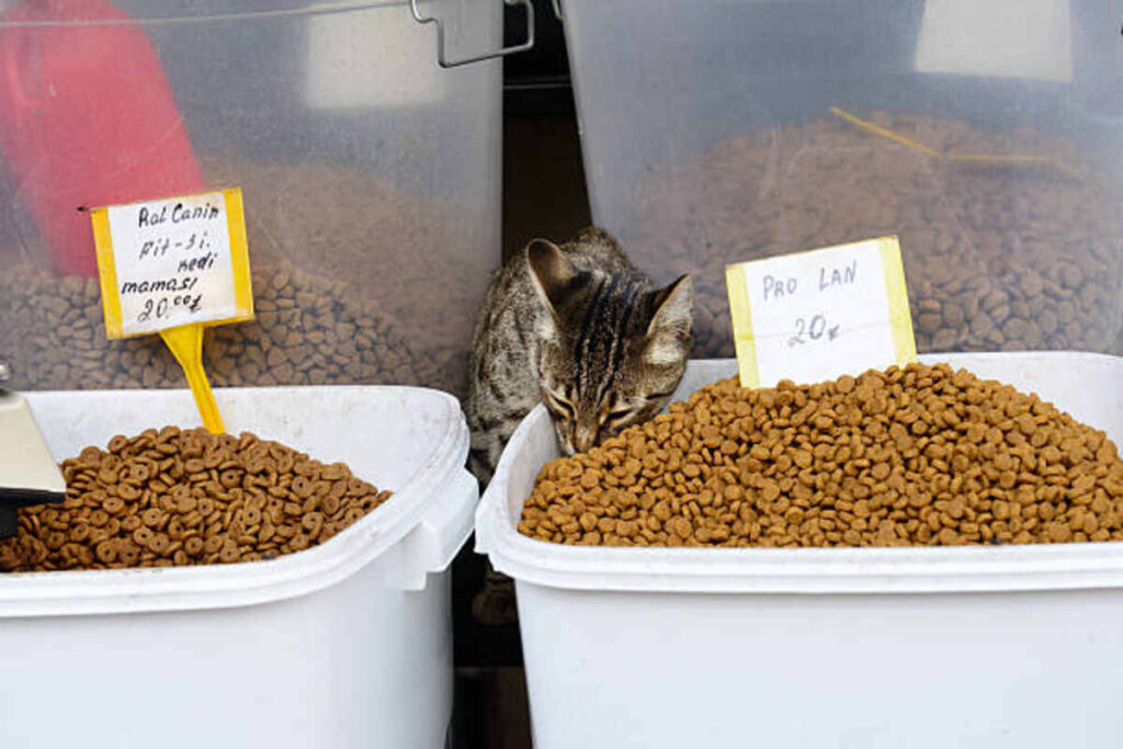 american journey cat food