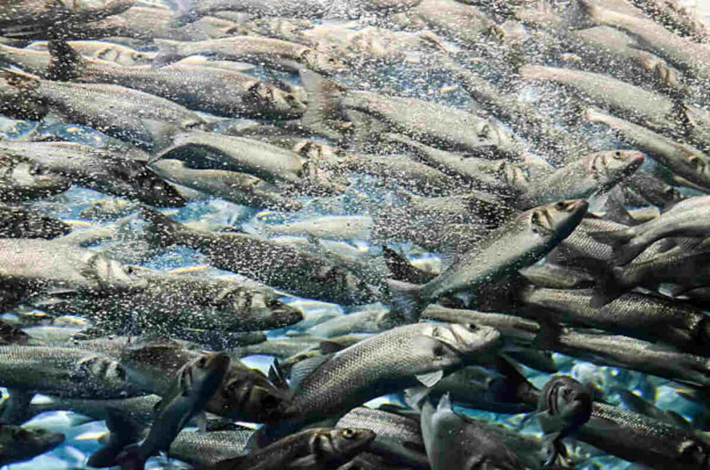 Glacial Salmon School