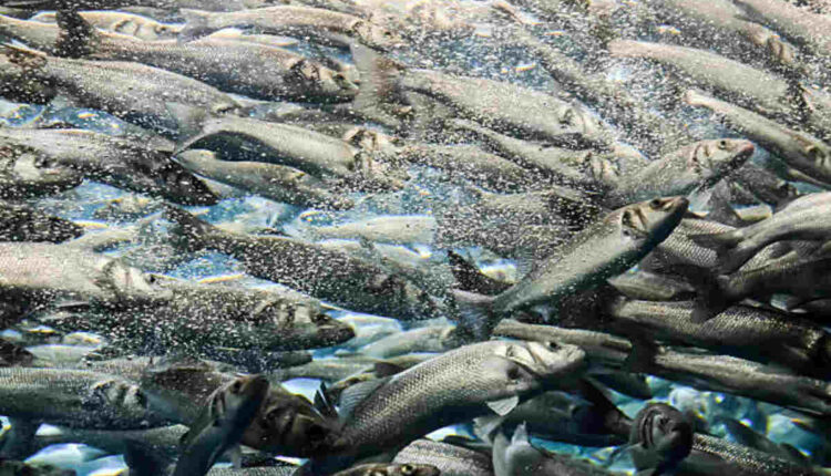 Glacial Salmon School