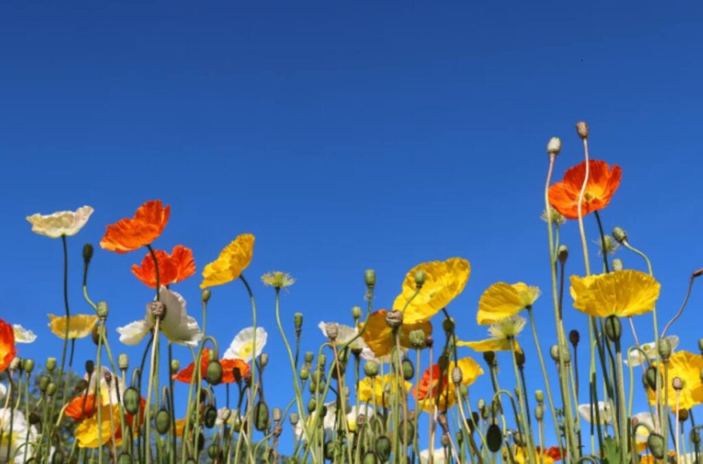 poppy pods for sale