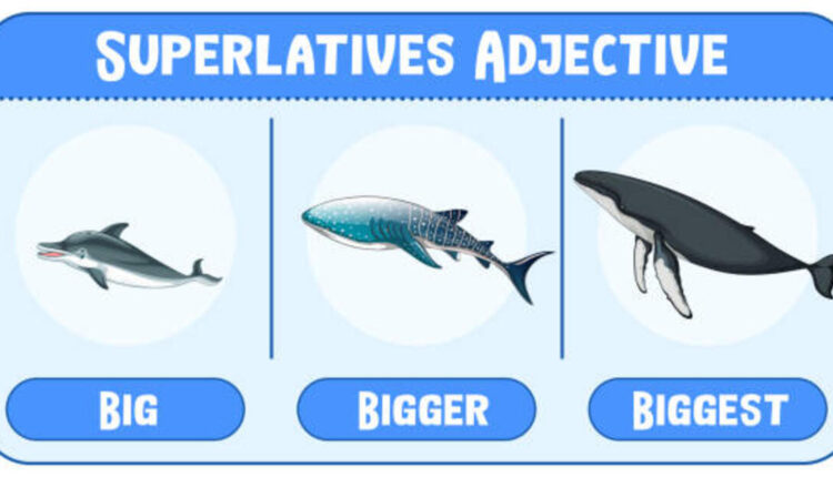 IELTS Reading Answers - What Do Whales Feel