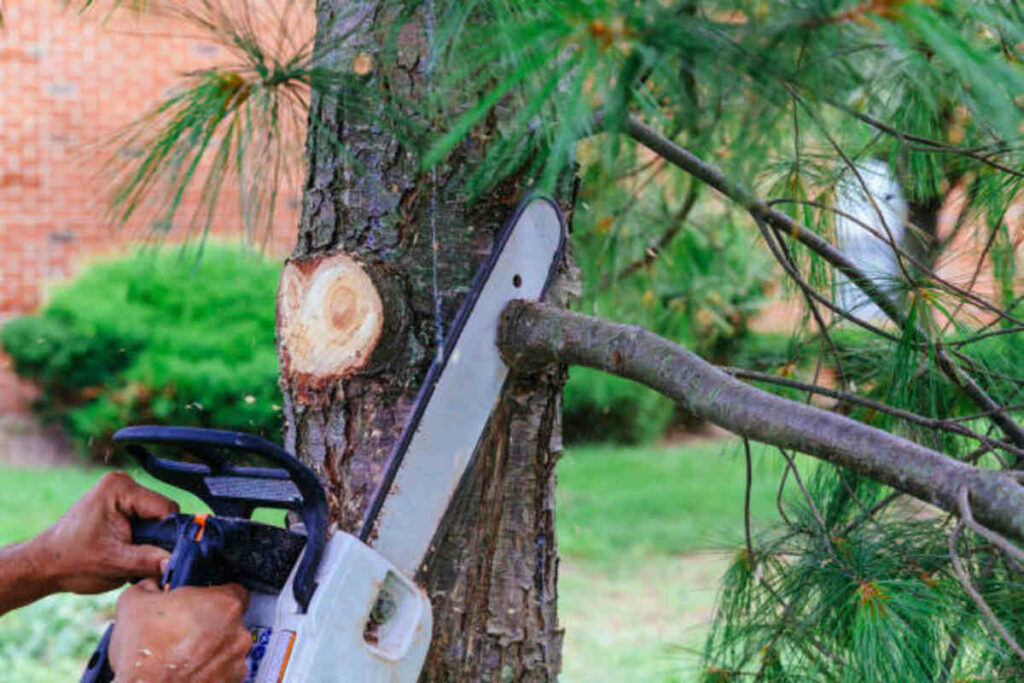 tree service San Ramon ca
