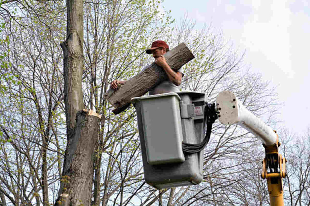 tree trimming monte sereno