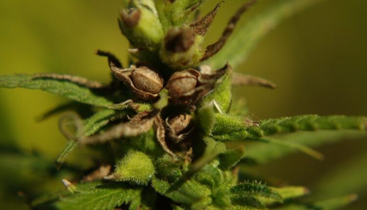 Understanding the Benefits of Kratom Extracts