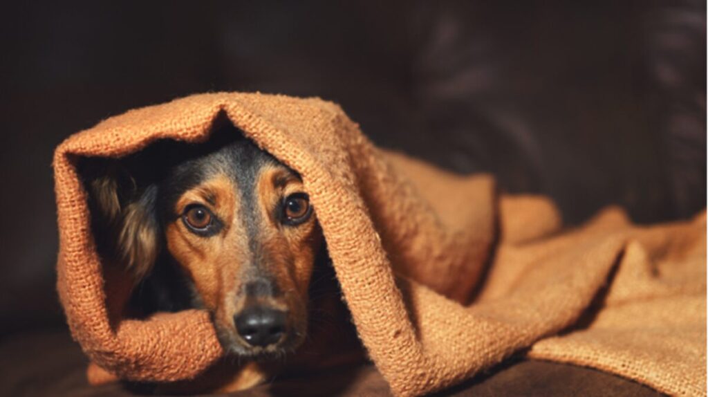 Dog Anxiety Vest