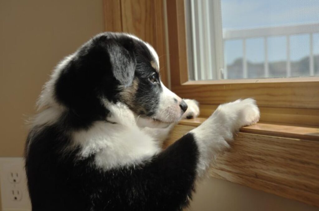 Dog Anxiety Vest