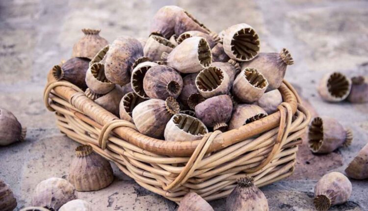 The History and Symbolism of Poppy Pods